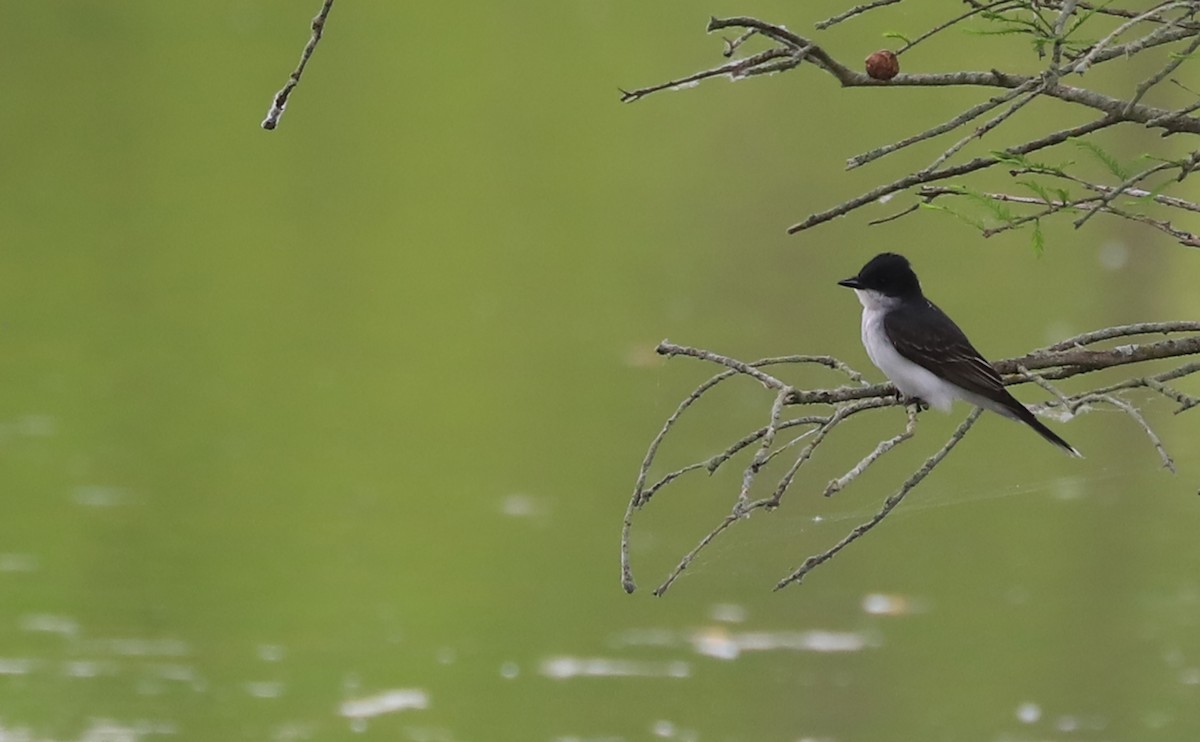 Eastern Kingbird - ML619545980