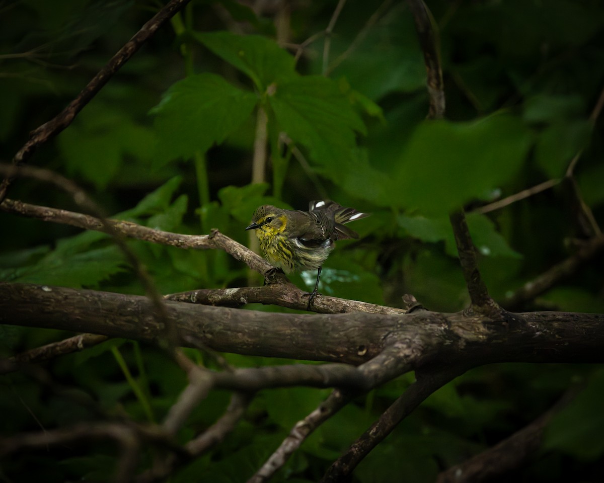 Cape May Warbler - Joseph Bratta