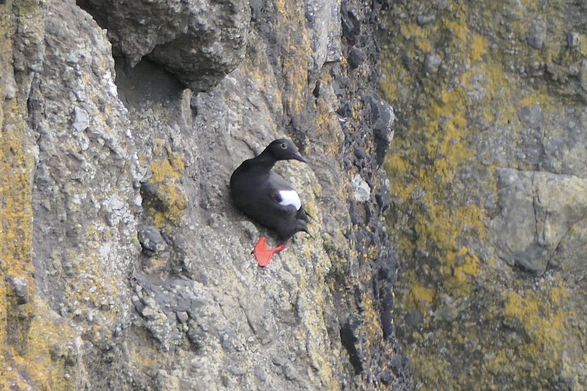 Pigeon Guillemot - Lauren Hatch