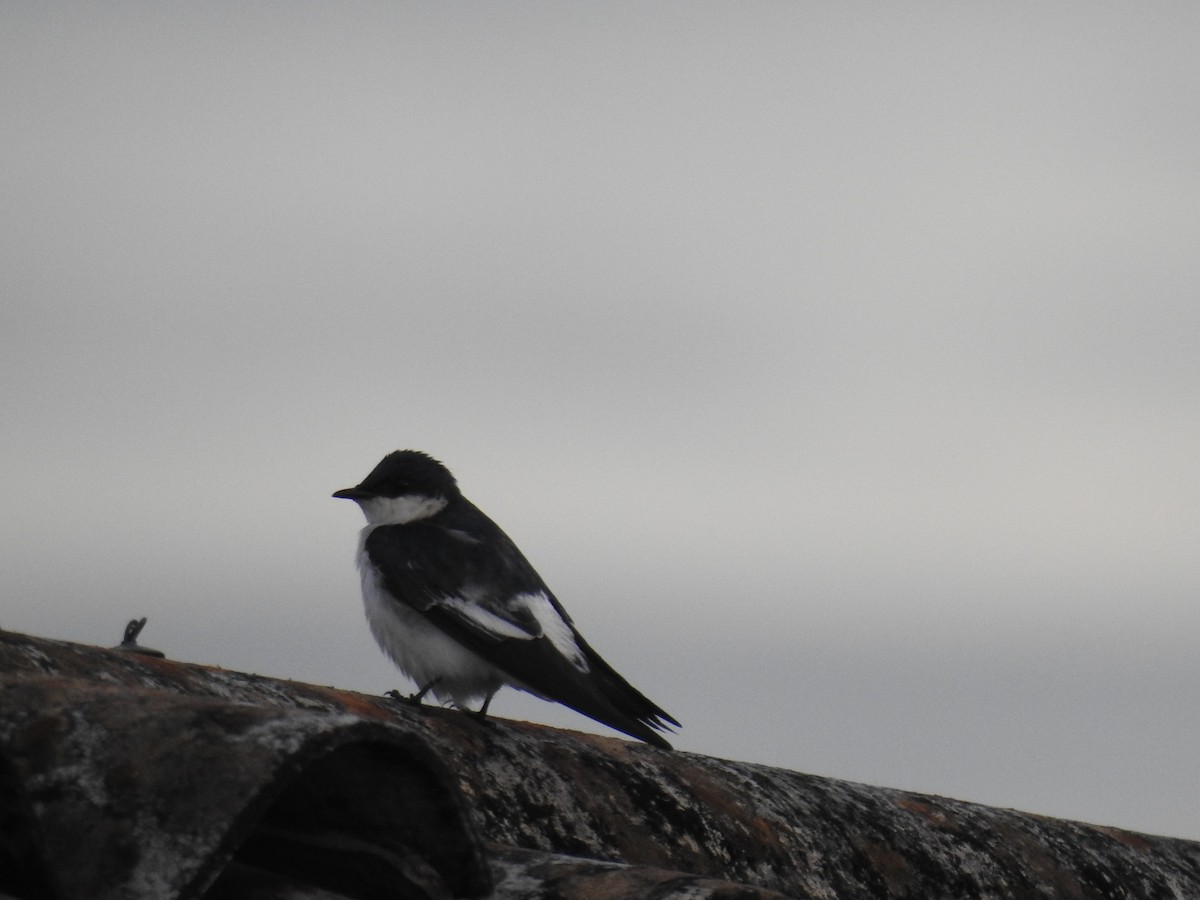 White-winged Swallow - Catalina Romero Ocampo