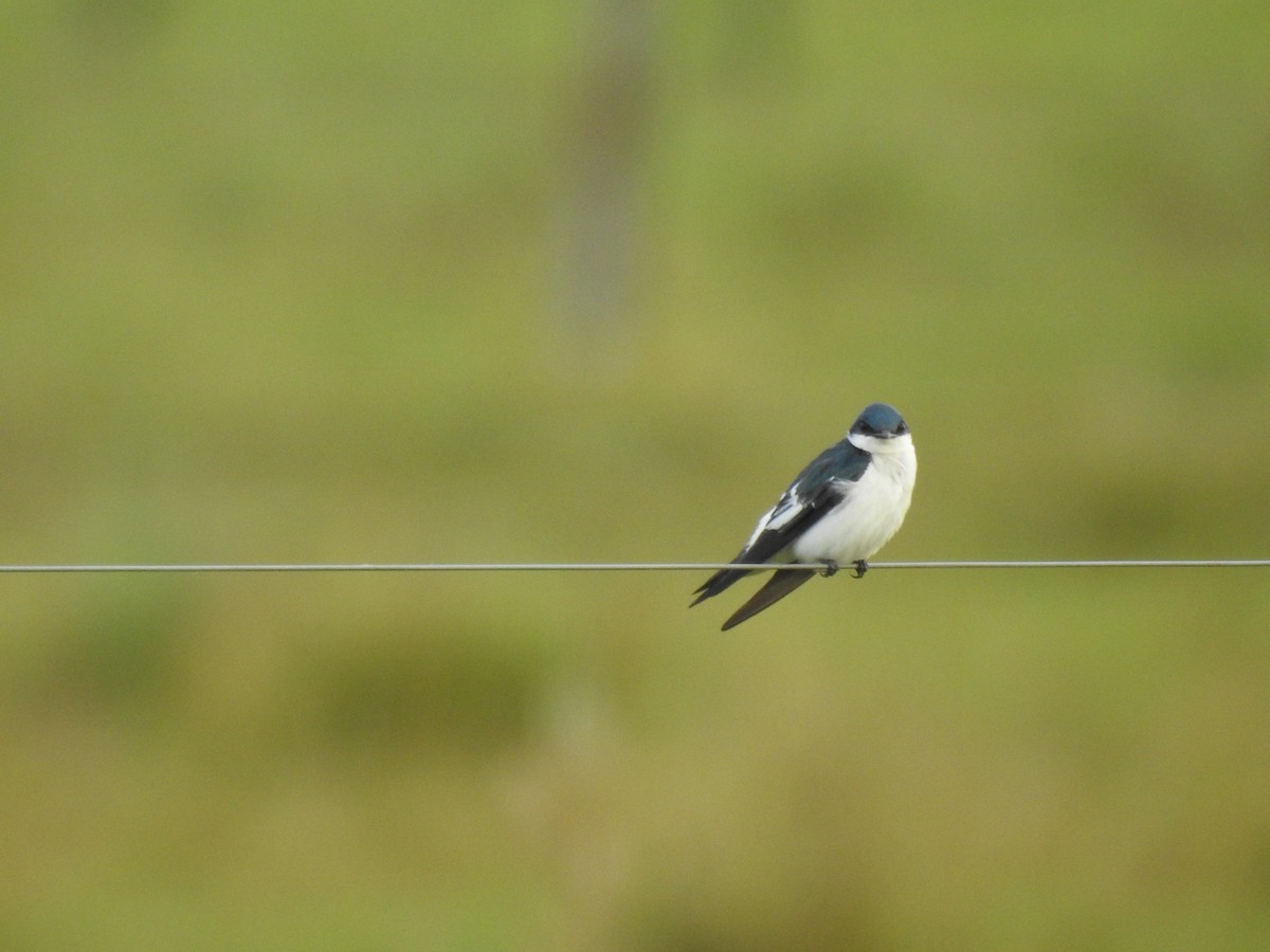 White-winged Swallow - Catalina Romero Ocampo