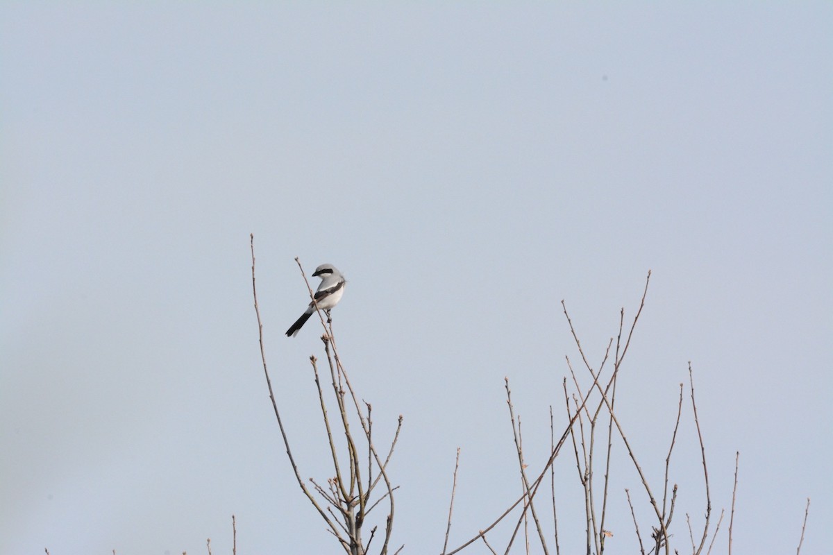 Loggerhead Shrike - Wes Hoyer