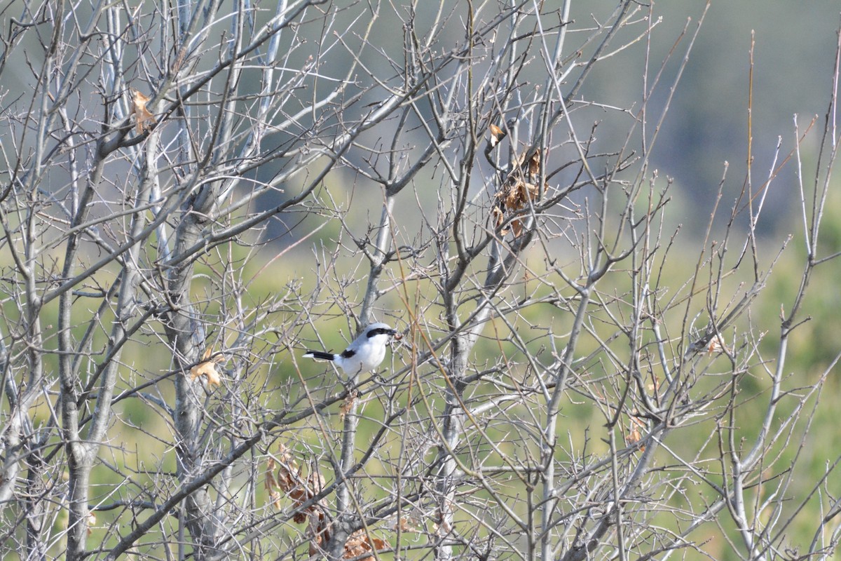 Loggerhead Shrike - Wes Hoyer