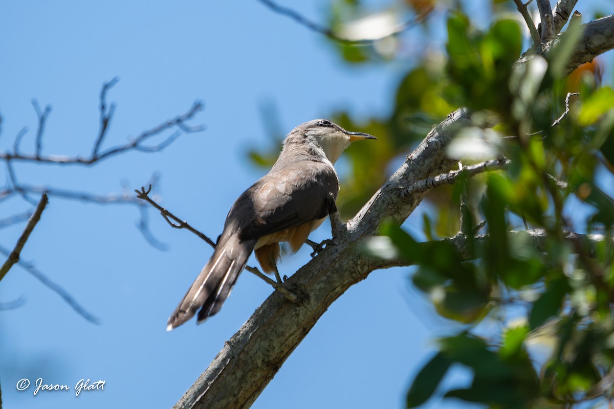 Mangrove Cuckoo - Jason Glatt