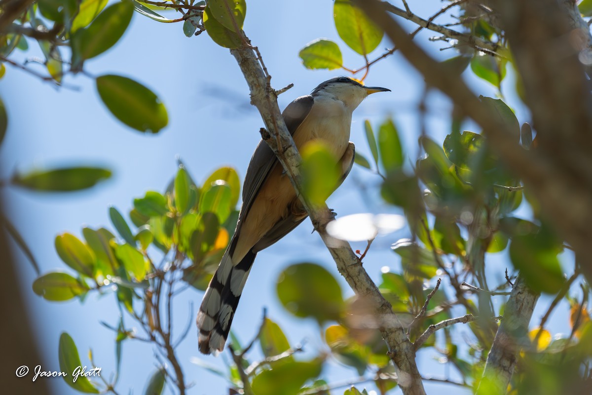 Mangrove Cuckoo - Jason Glatt