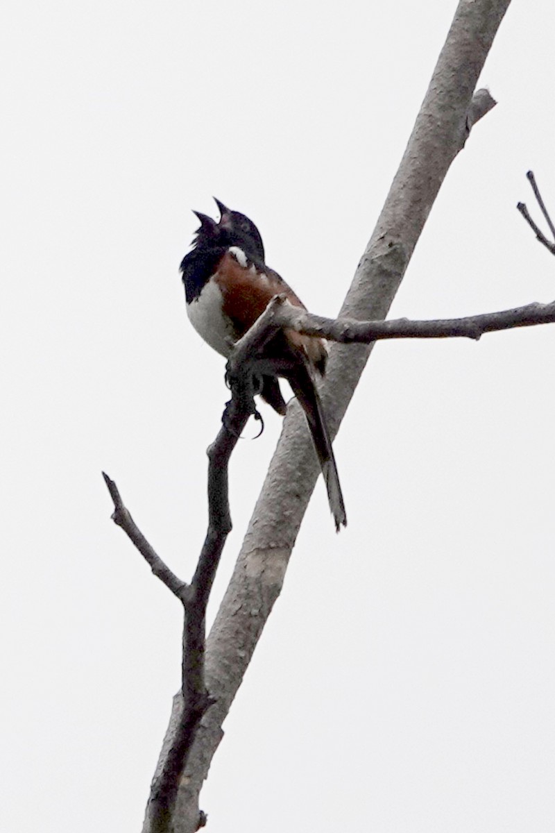 Spotted Towhee - Steve Neely