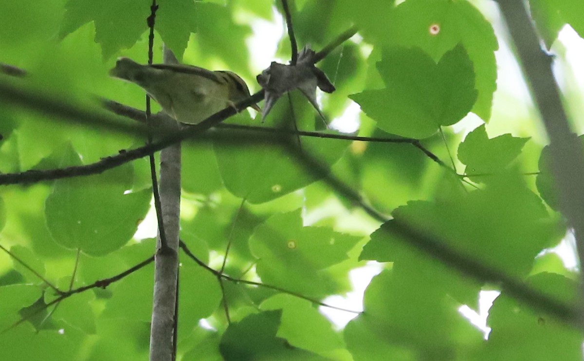 Worm-eating Warbler - Rob Bielawski