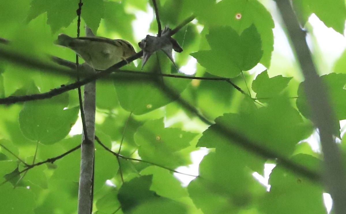 Worm-eating Warbler - Rob Bielawski