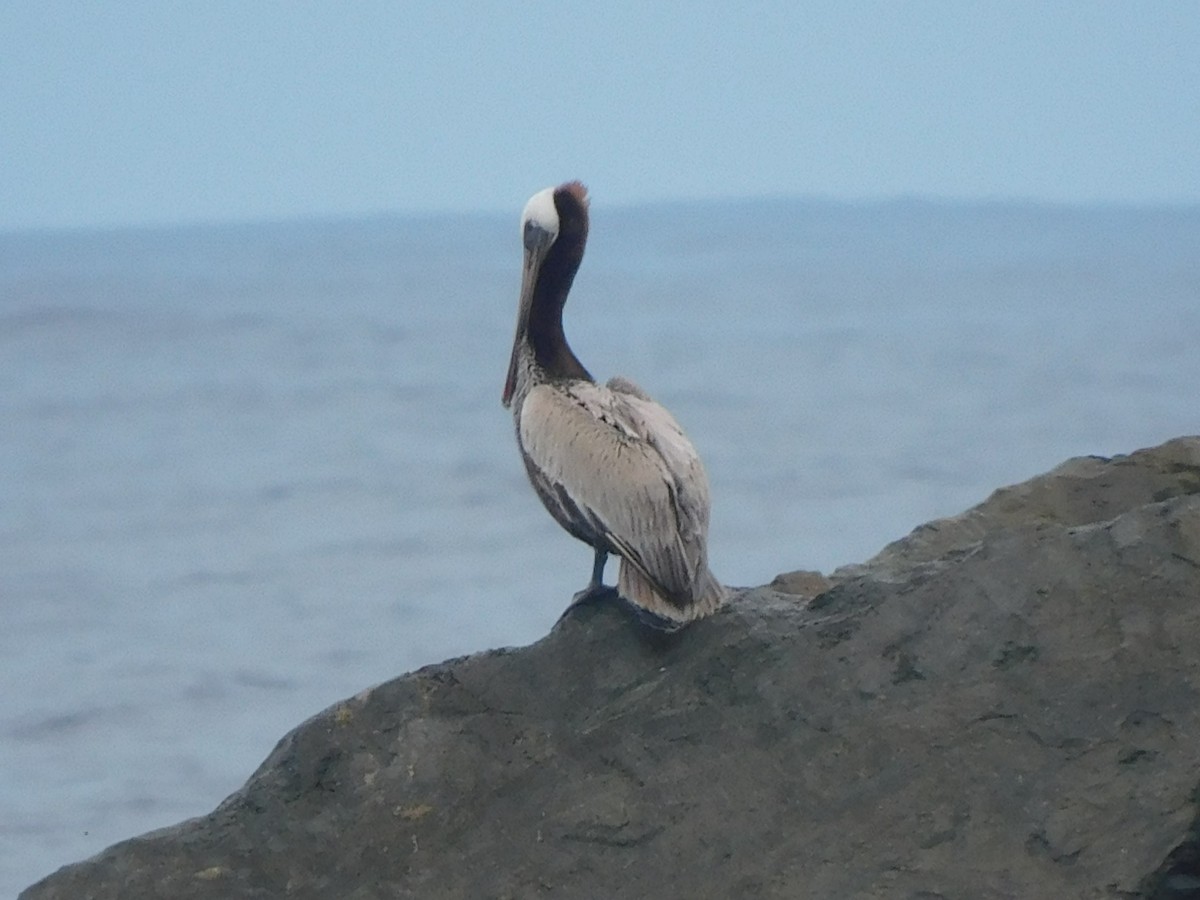 Brown Pelican - Olivia Fisher