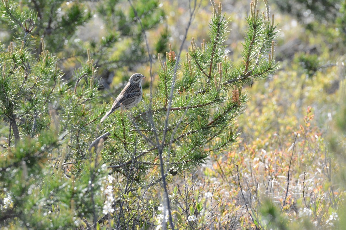 Vesper Sparrow - ML619546007