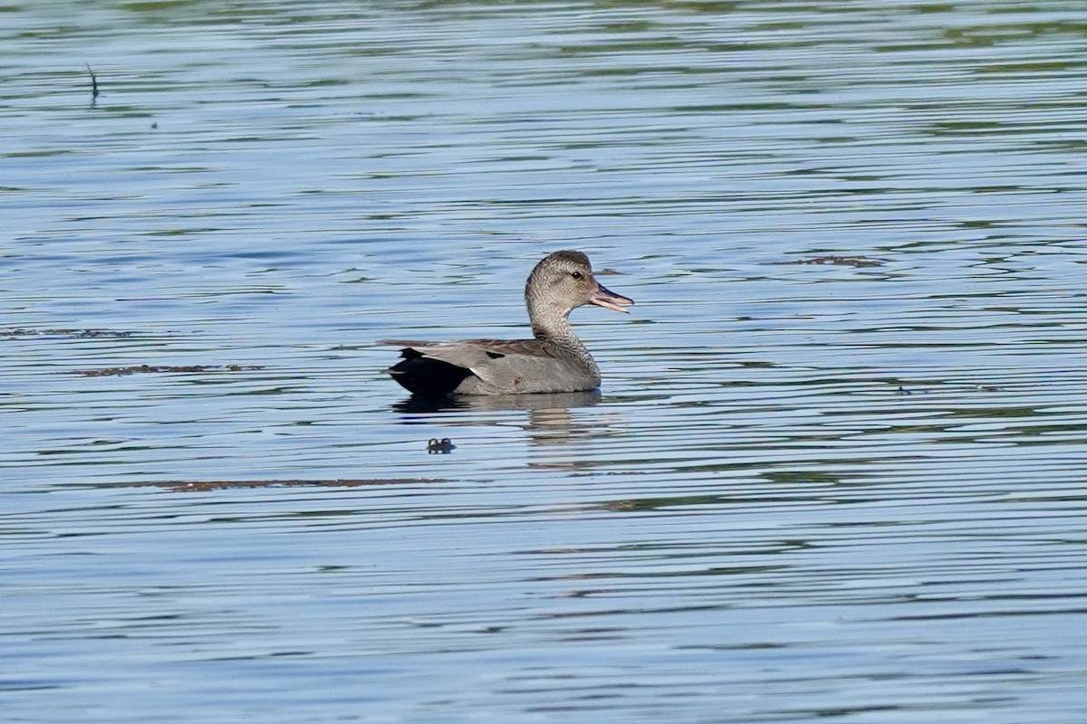 Gadwall - Bob Greenleaf