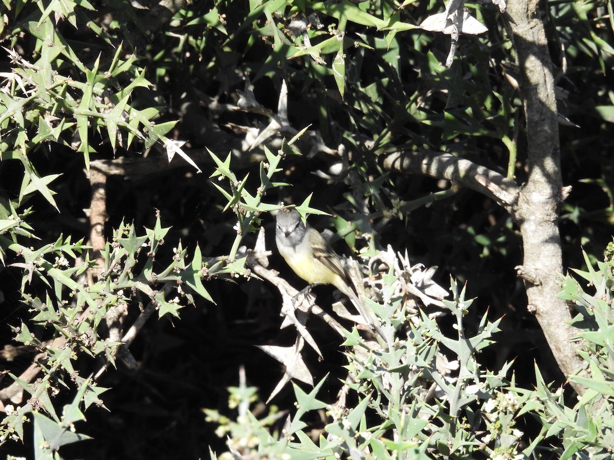 White-crested Tyrannulet - Marta (Martuli) 🦩🦉🦆 Martínez