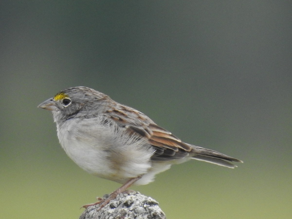 Grassland Sparrow - Catalina Romero Ocampo