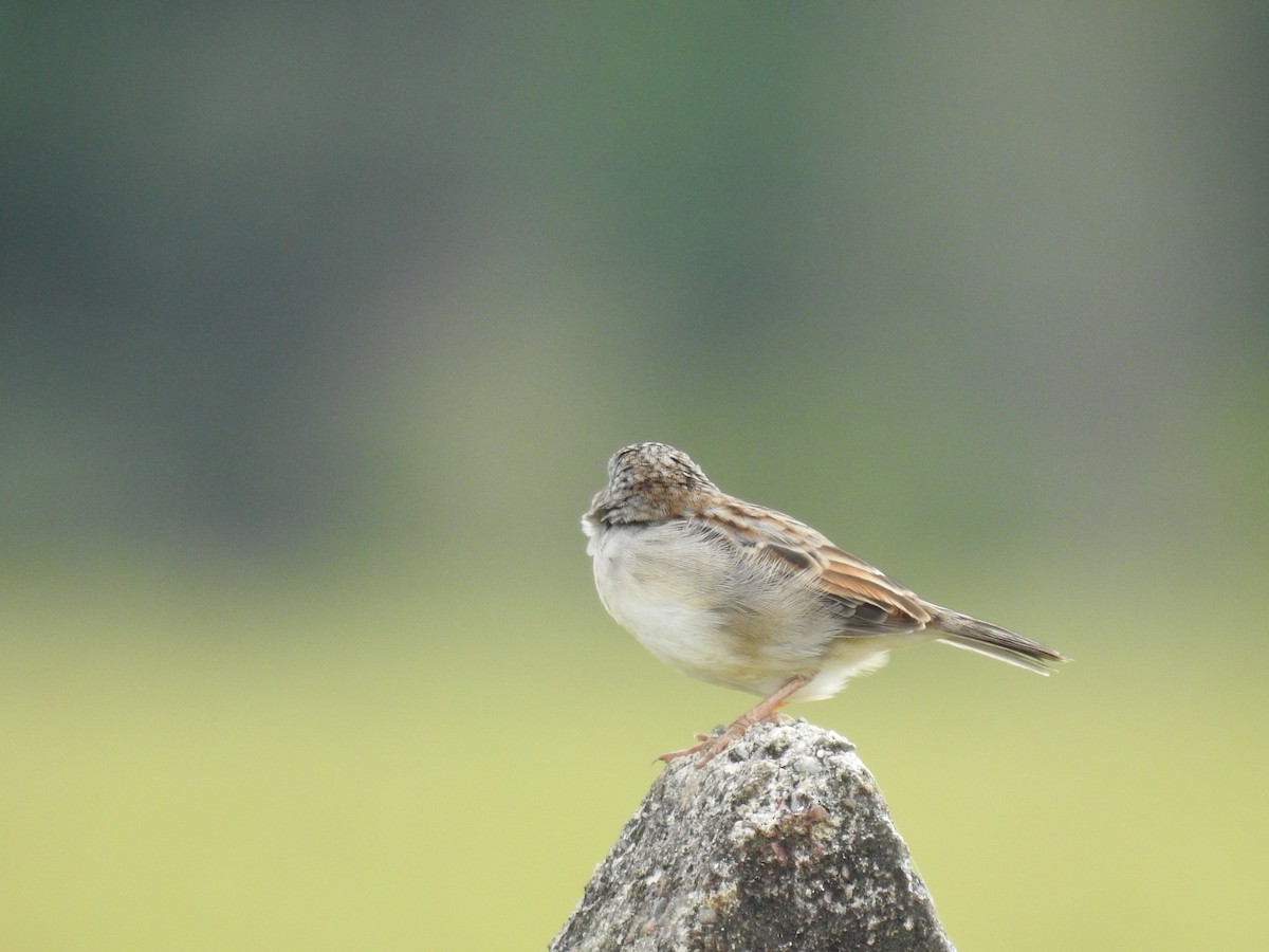 Grassland Sparrow - Catalina Romero Ocampo