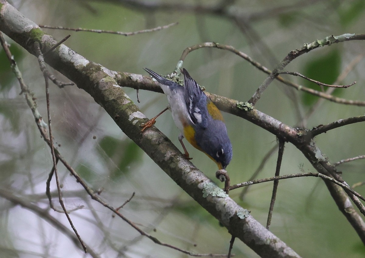 Northern Parula - Margareta Wieser