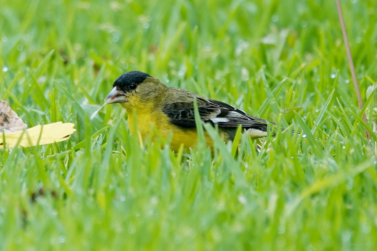 Lesser Goldfinch - Steve Neely