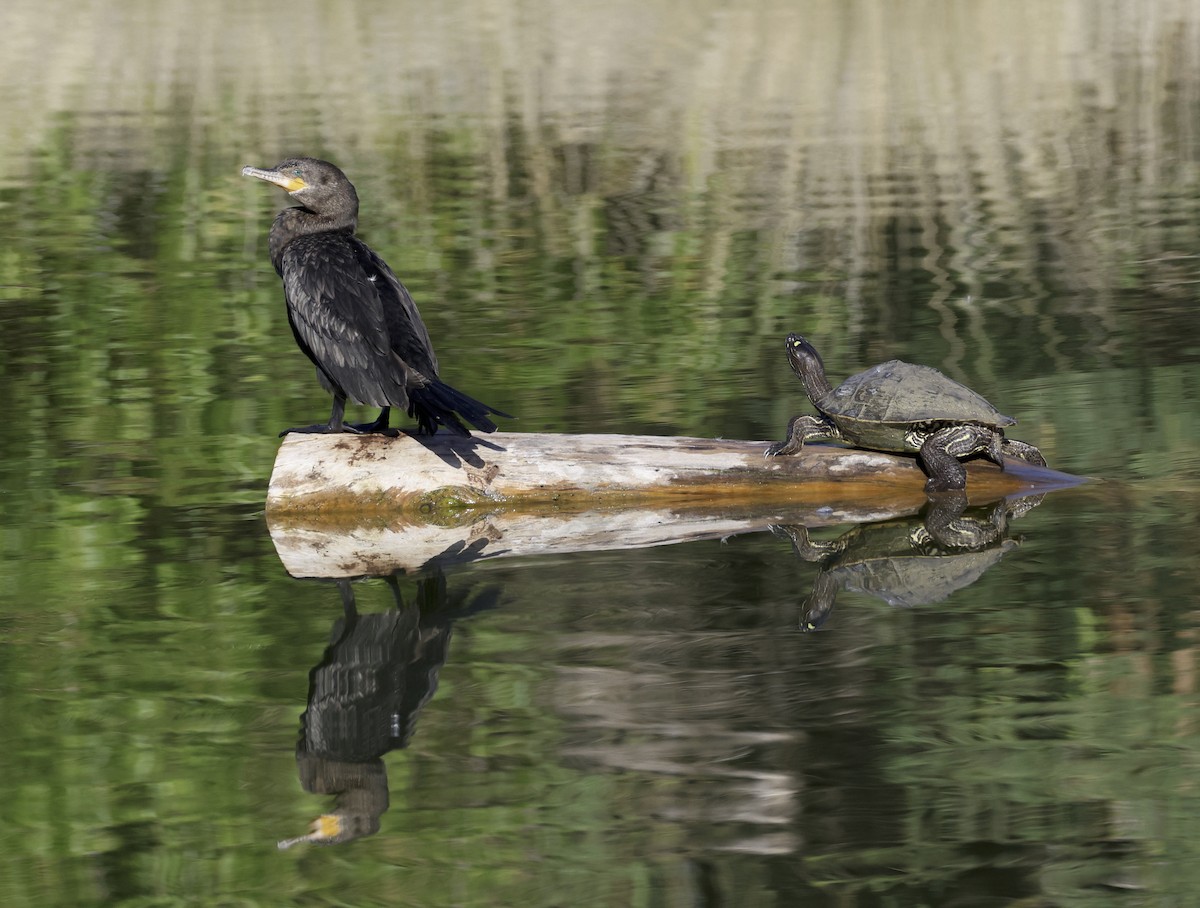 Neotropic Cormorant - Adam Dudley