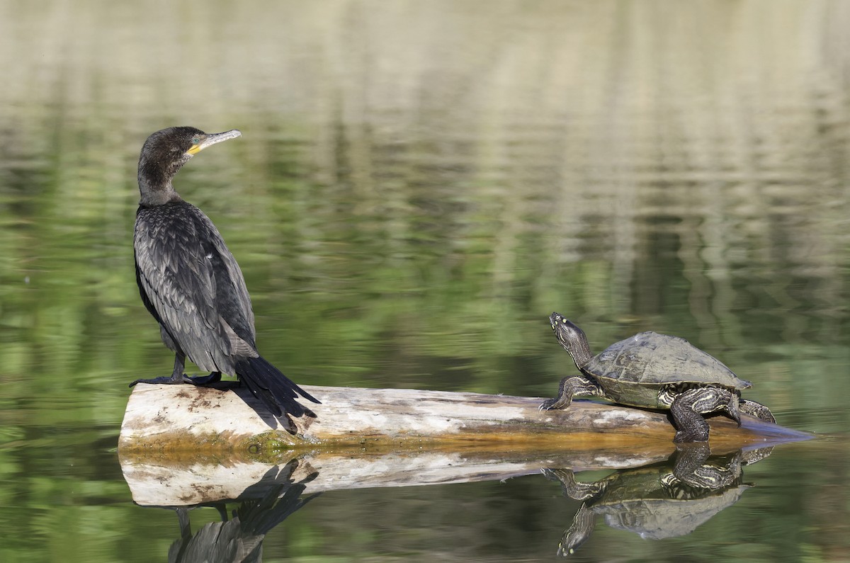 Neotropic Cormorant - Adam Dudley