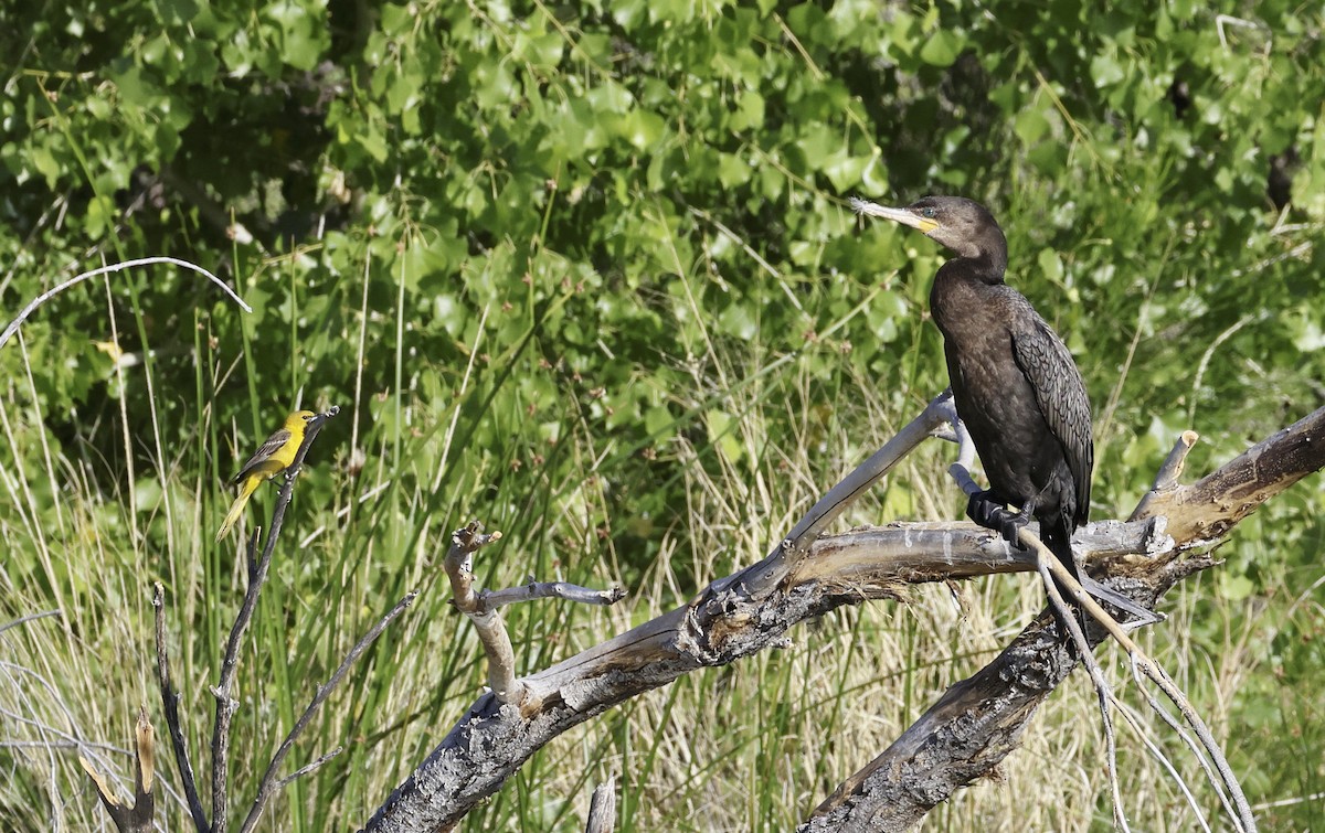 Neotropic Cormorant - Adam Dudley