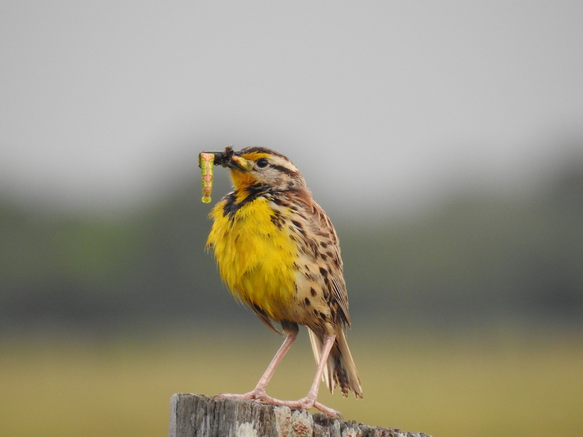 Eastern Meadowlark - Catalina Romero Ocampo