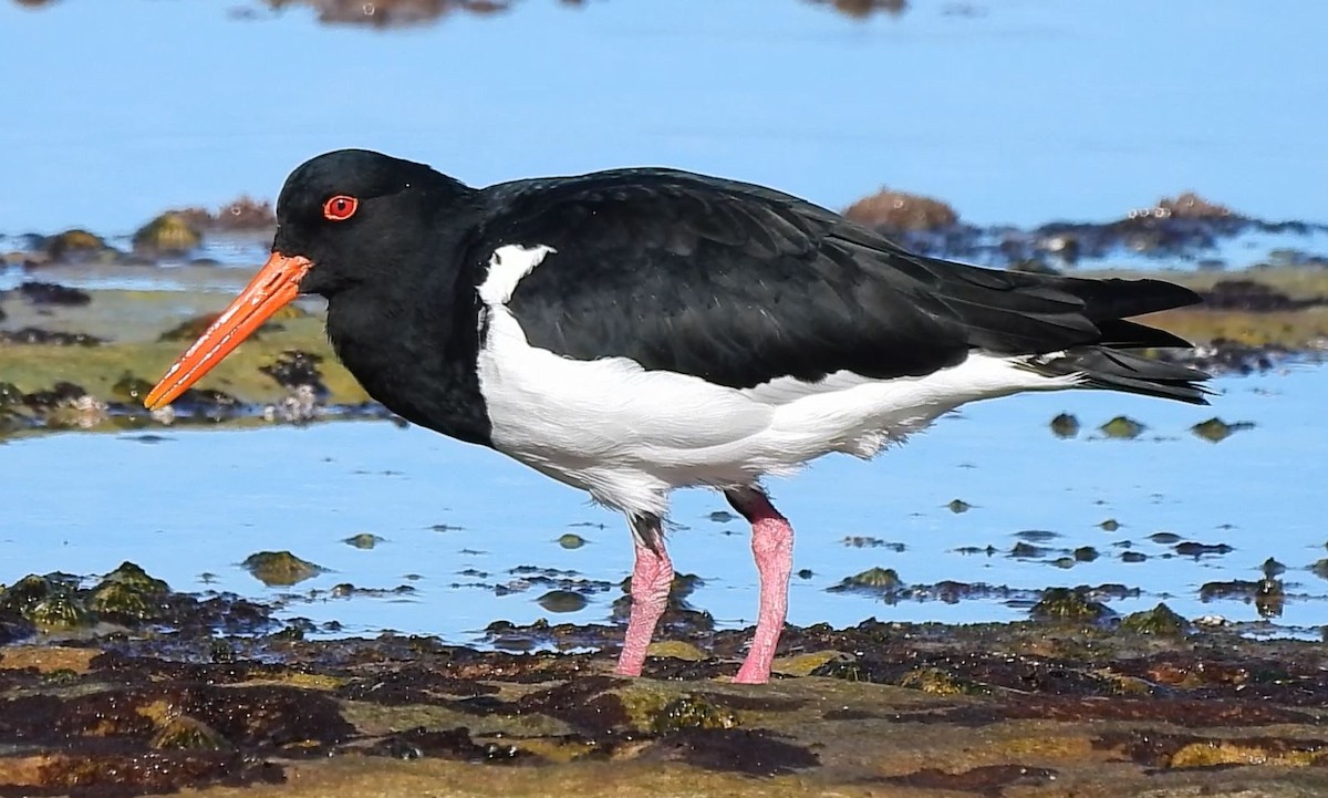 Pied Oystercatcher - Thalia and Darren Broughton