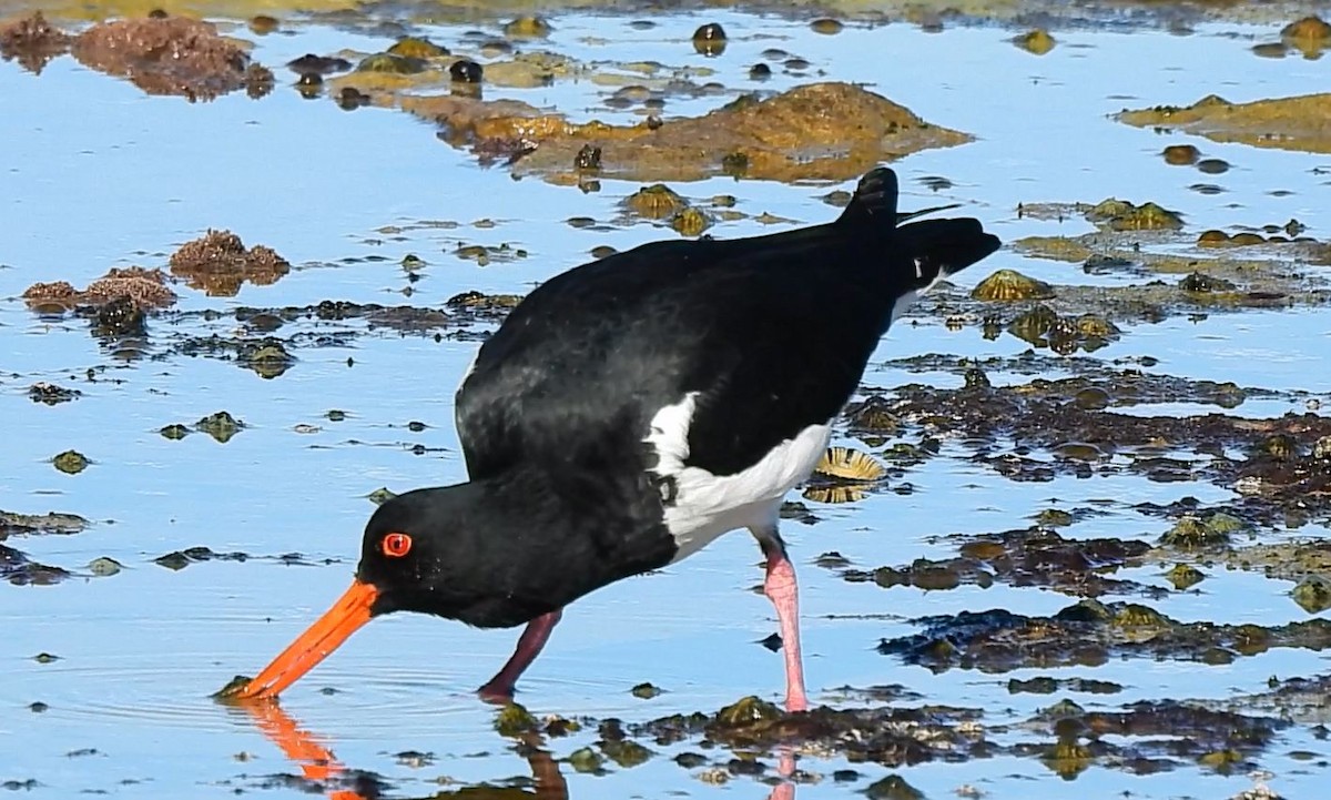 Pied Oystercatcher - Thalia and Darren Broughton