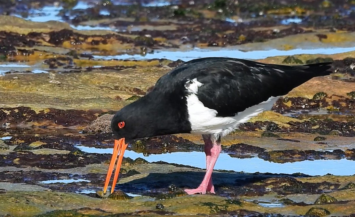 Pied Oystercatcher - Thalia and Darren Broughton