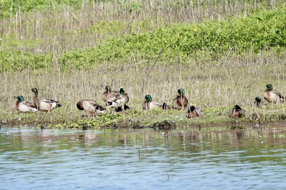 Mallard - Bob Greenleaf