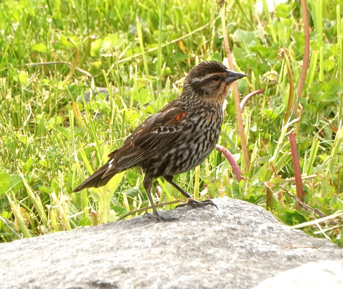 Red-winged Blackbird - Marcia Dunham