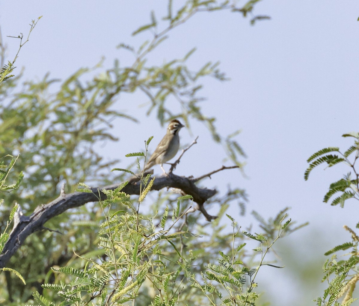 Lark Sparrow - Adam Dudley