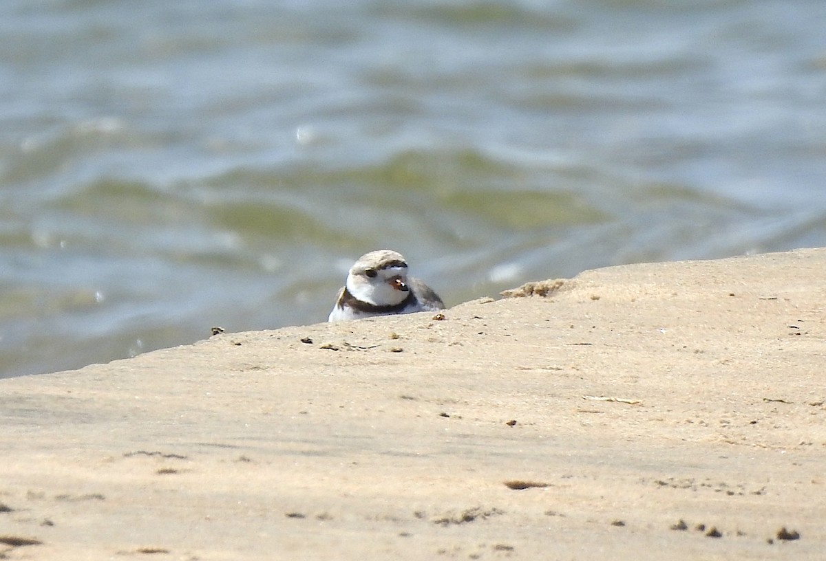 Piping Plover - Alexa Veenema