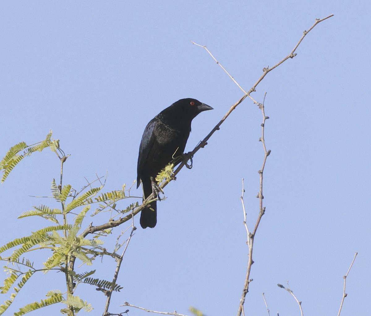 Bronzed Cowbird - Adam Dudley