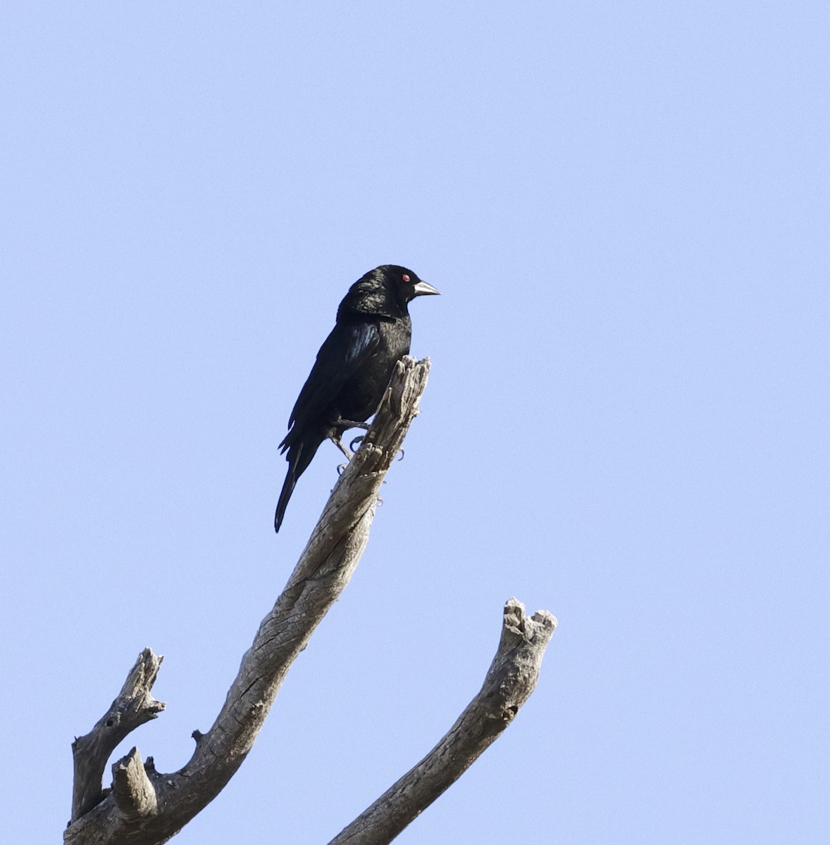 Bronzed Cowbird - Adam Dudley