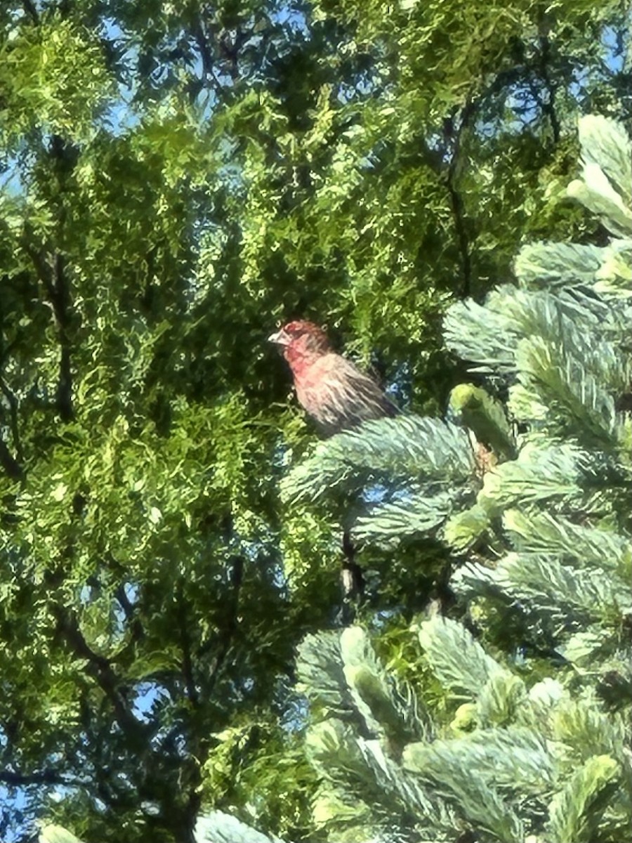 House Finch - Mike Stinson