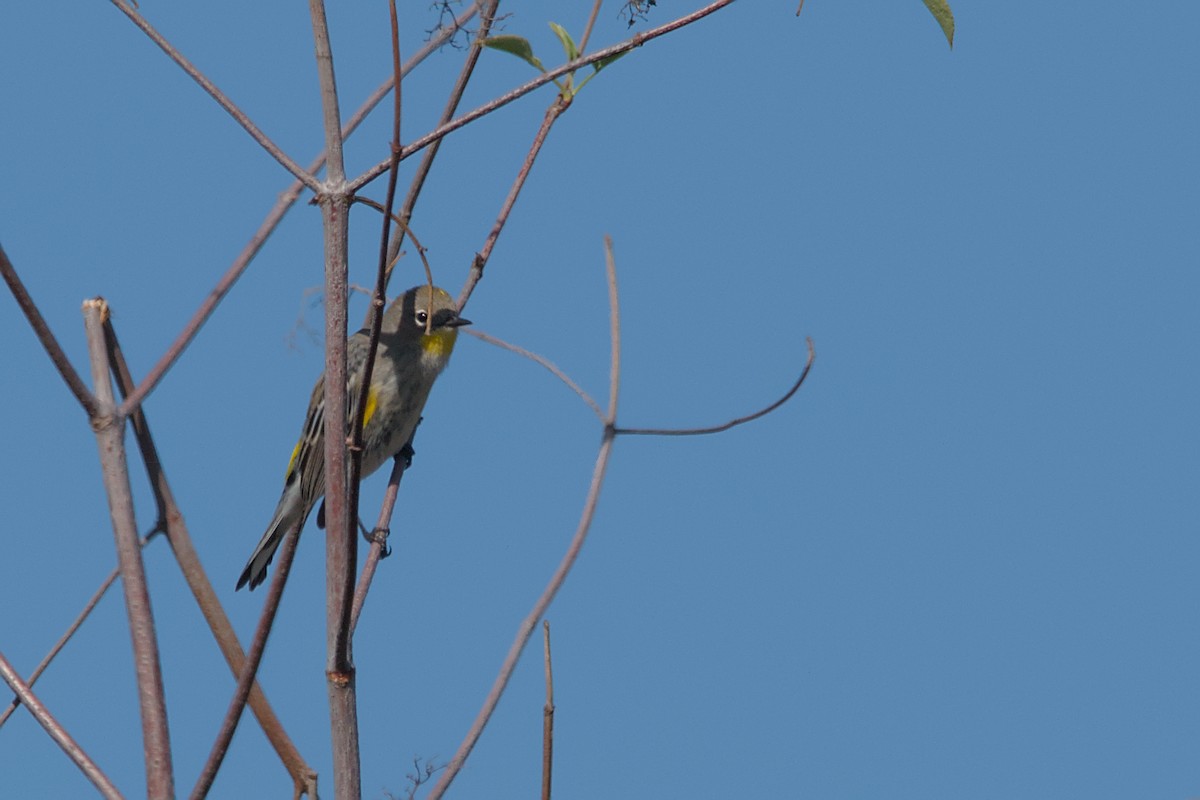 Yellow-rumped Warbler (Audubon's) - Cat Zoroark