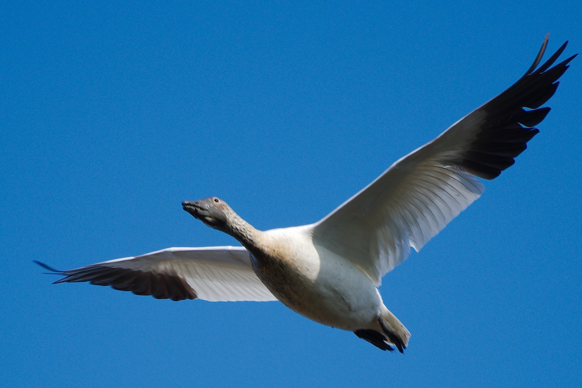 Snow Goose - Rick Beaudon