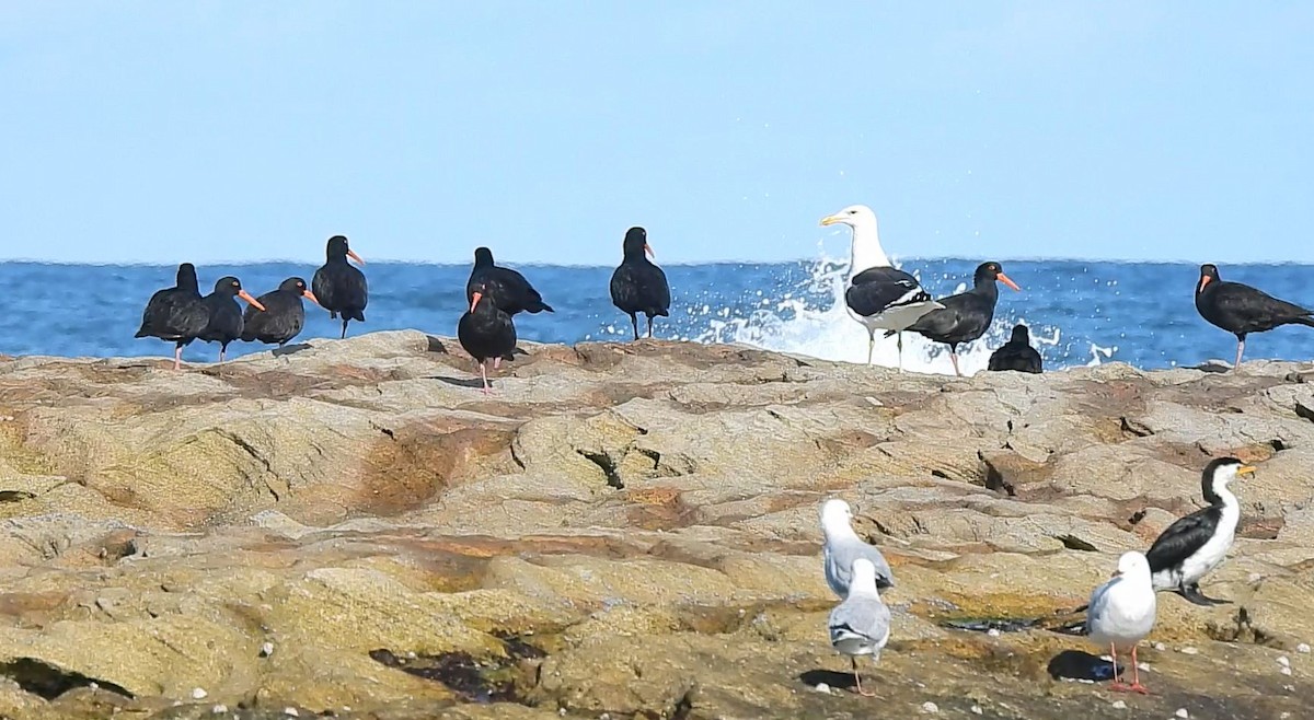 Sooty Oystercatcher - Thalia and Darren Broughton