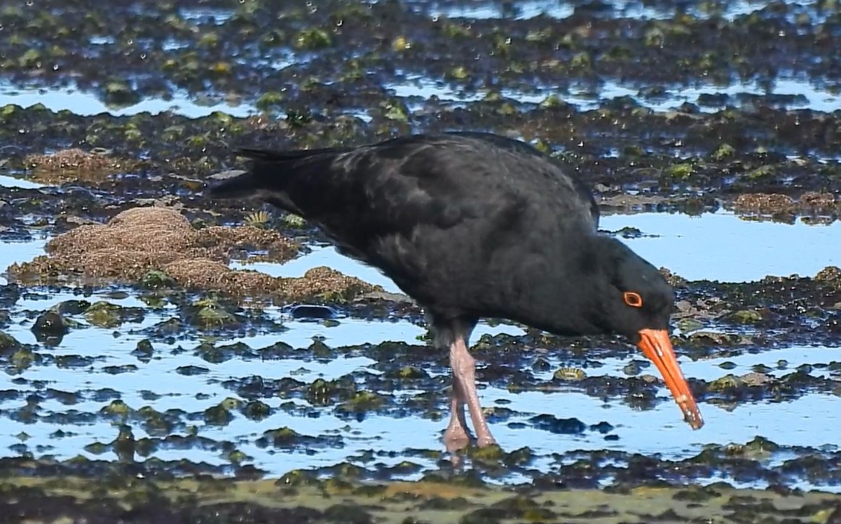 Sooty Oystercatcher - Thalia and Darren Broughton