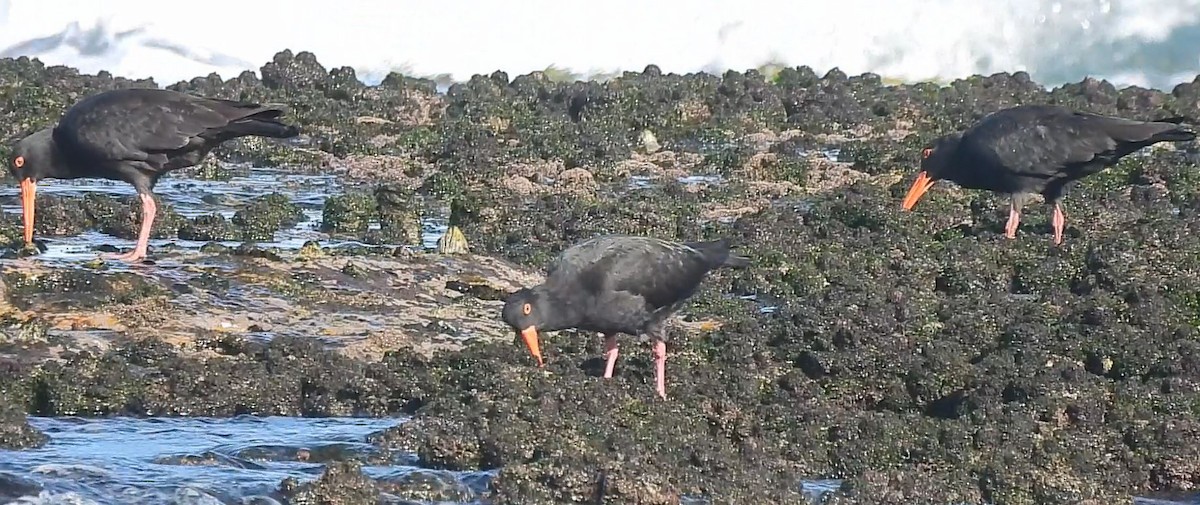 Sooty Oystercatcher - Thalia and Darren Broughton