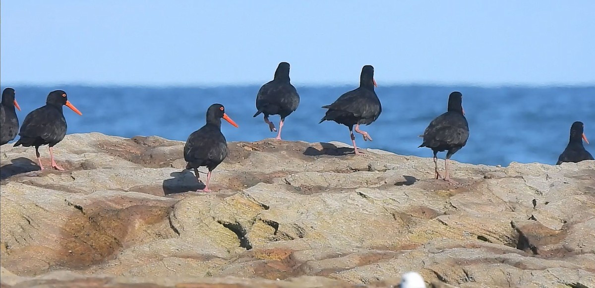 Sooty Oystercatcher - Thalia and Darren Broughton