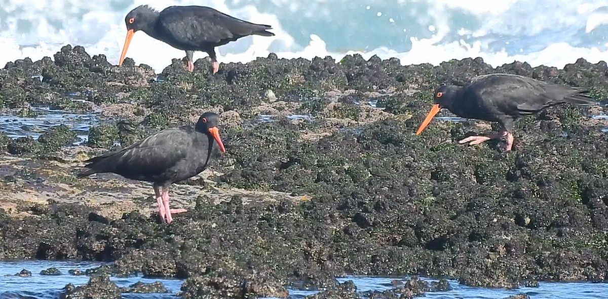 Sooty Oystercatcher - Thalia and Darren Broughton