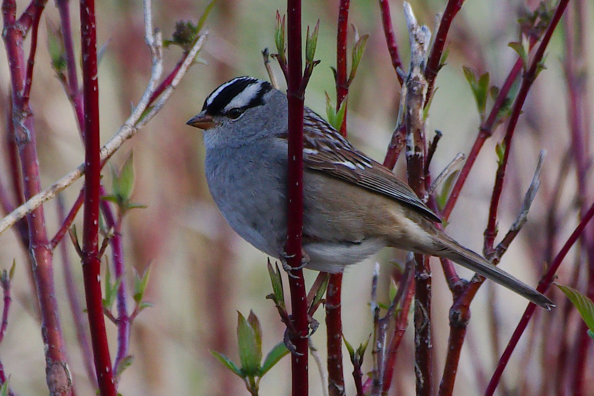 White-crowned Sparrow - Rick Beaudon