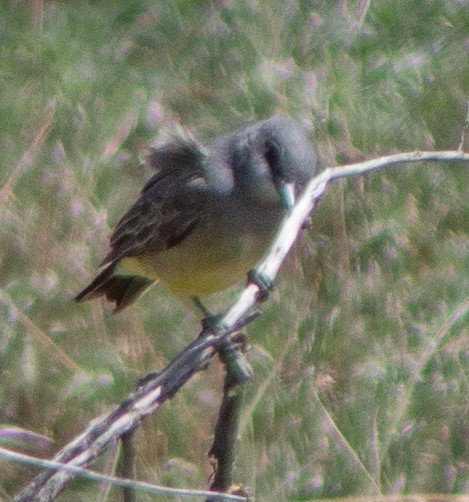 Cassin's Kingbird - G Stacks