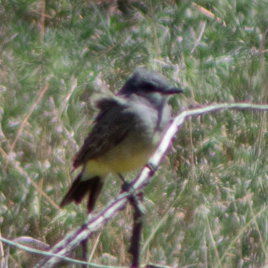 Cassin's Kingbird - G Stacks