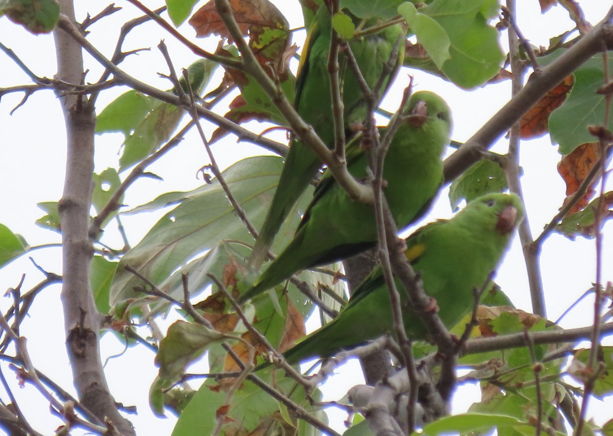 Yellow-chevroned Parakeet - ML619546080