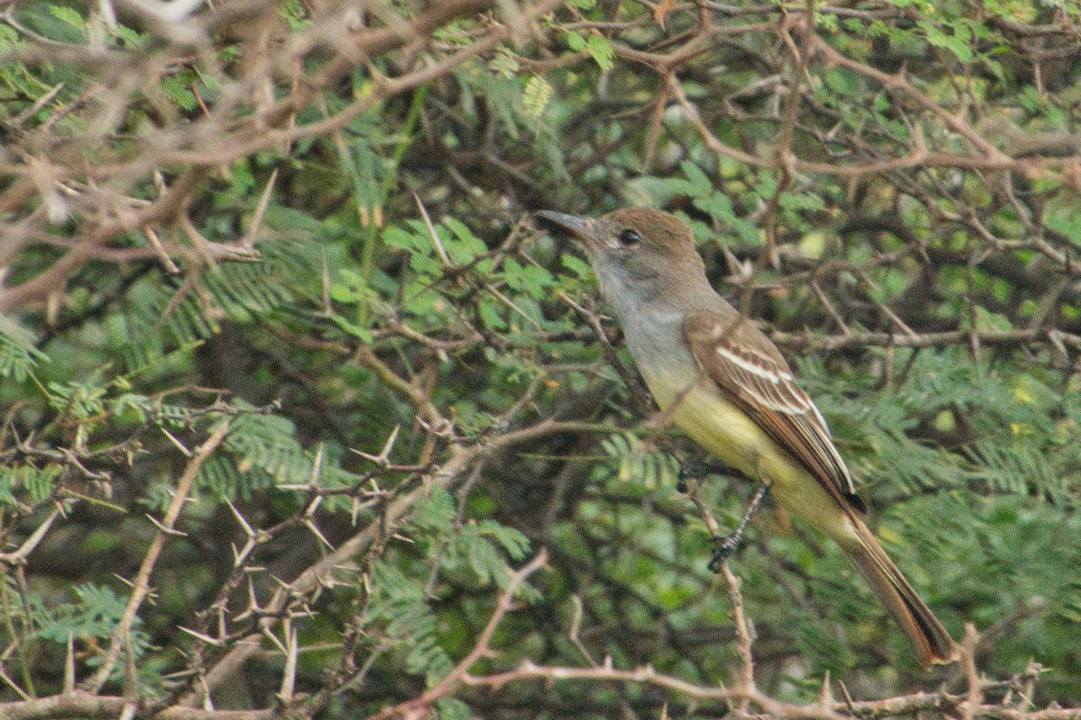 Brown-crested Flycatcher - Rob Kelder