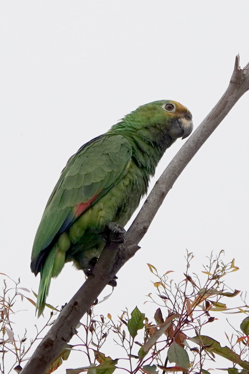 Amazona sp. - ML619546091