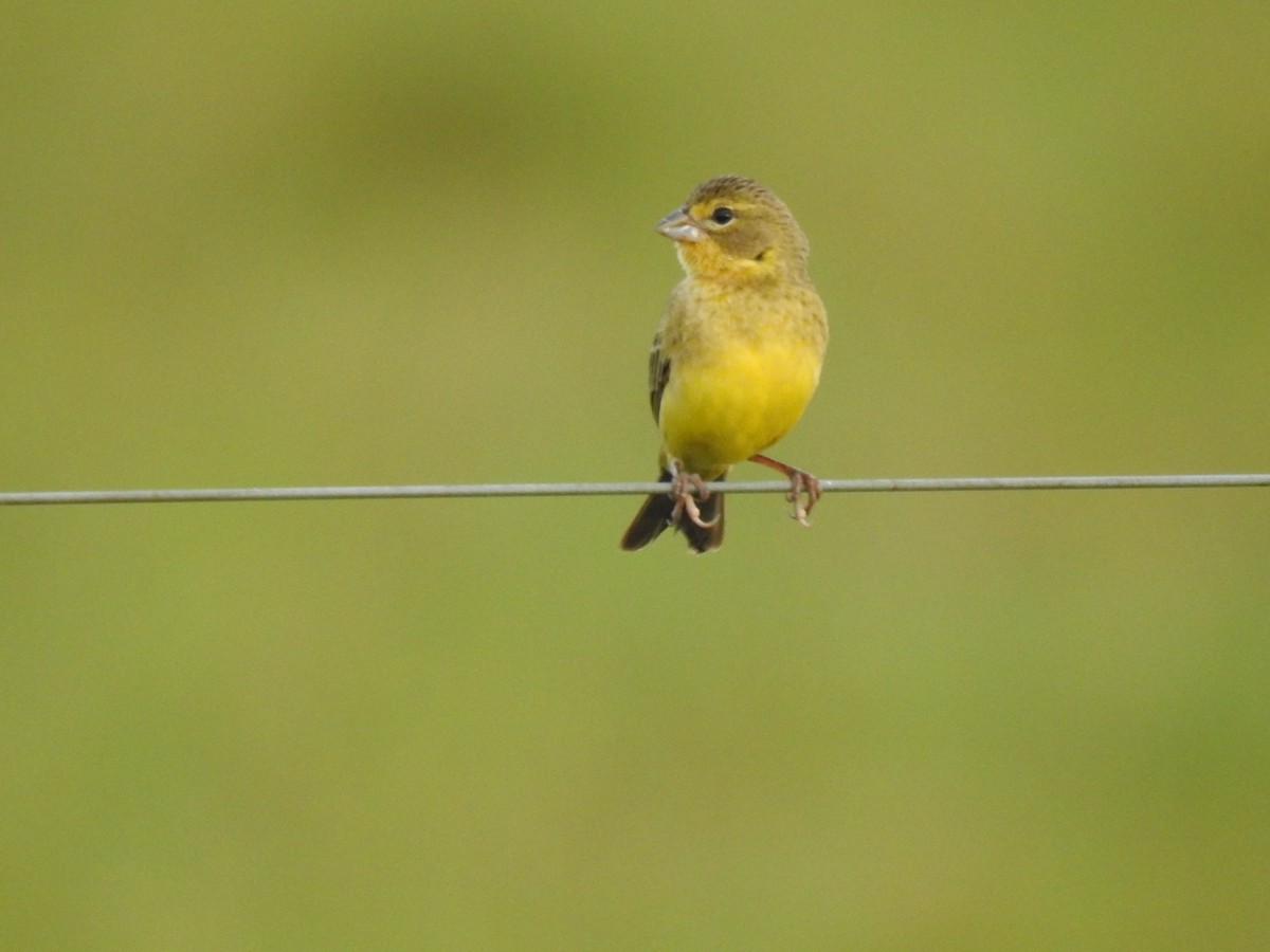 Grassland Yellow-Finch - Catalina Romero Ocampo