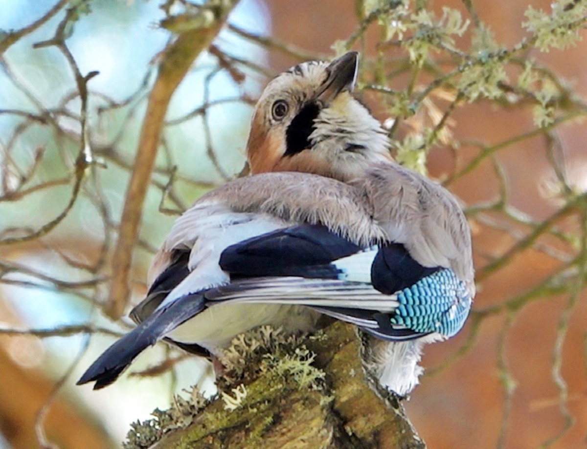 Eurasian Jay - Diane Drobka