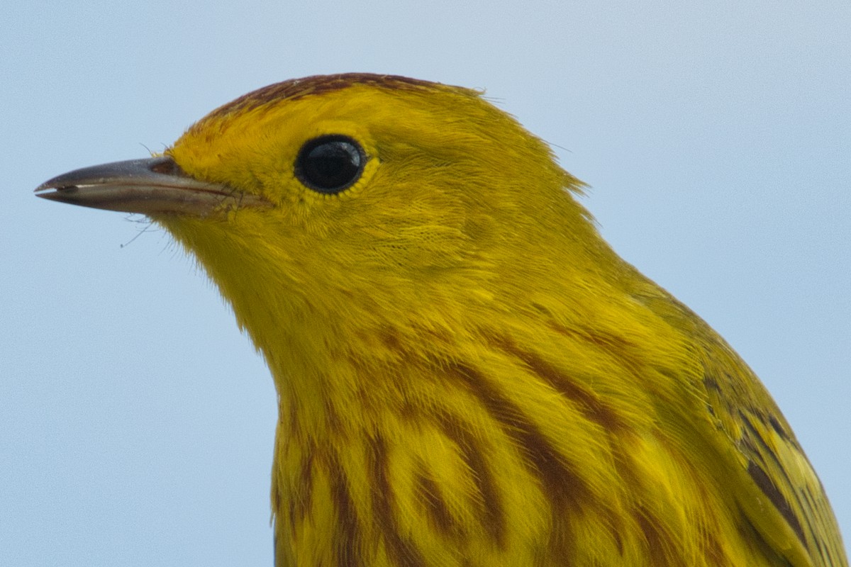 Yellow Warbler - Rob Kelder